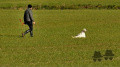 Setter Anglais MIAMKA DU MAS D'EYRAUD Setter Anglais MIAMKA DU MAS D'EYRAUD
